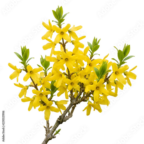 Yellow Mimosa Branch with Delicate Blossoms and Green Leaves Isolated on White Background, Spring Flowering Tree and Natural Floral Beauty