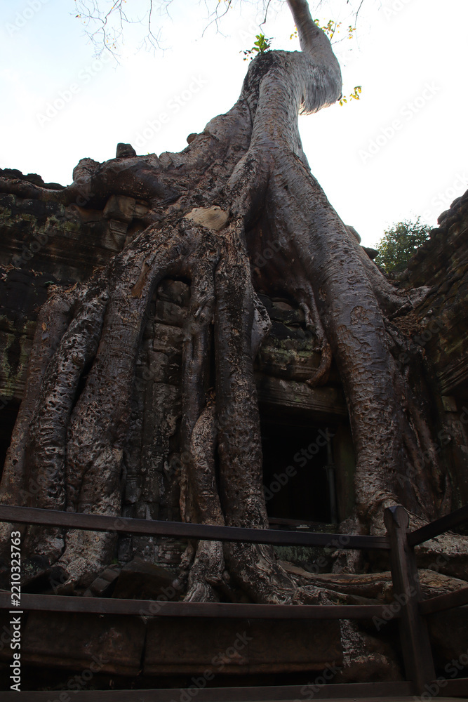 Obraz premium ruined khmer hindu and buddhist temple (ta prohm) in angkor in siem reap in cambodia 
