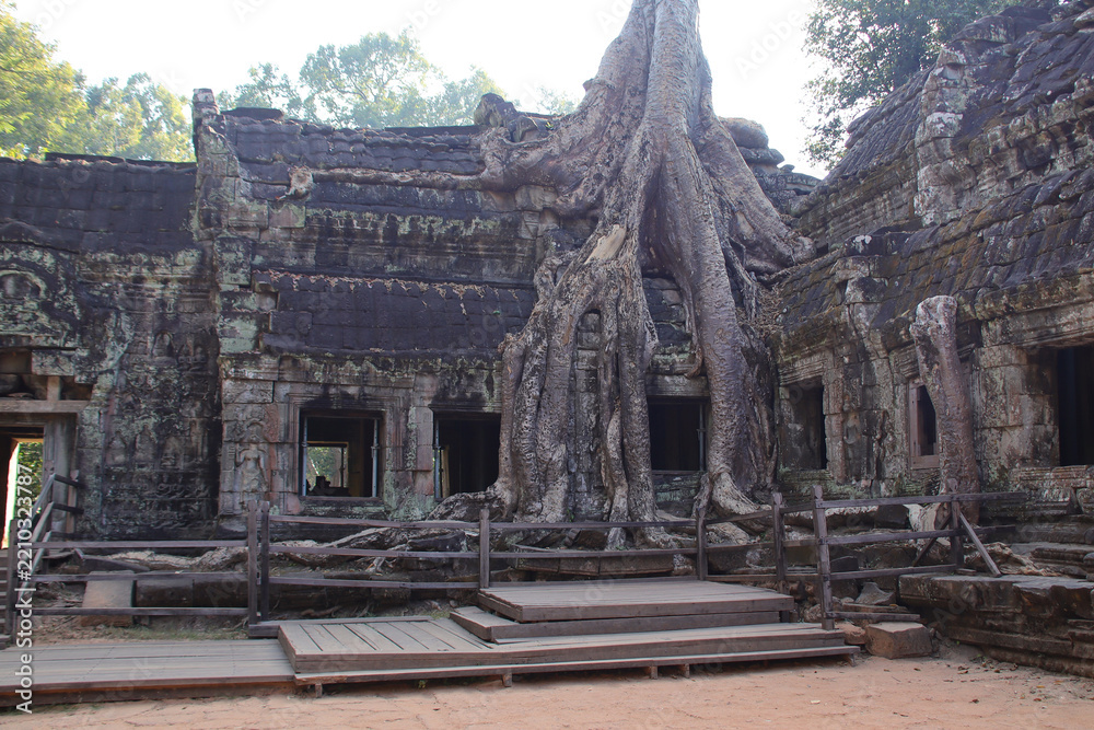 Obraz premium ruined khmer hindu and buddhist temple (ta prohm) in angkor in siem reap in cambodia 