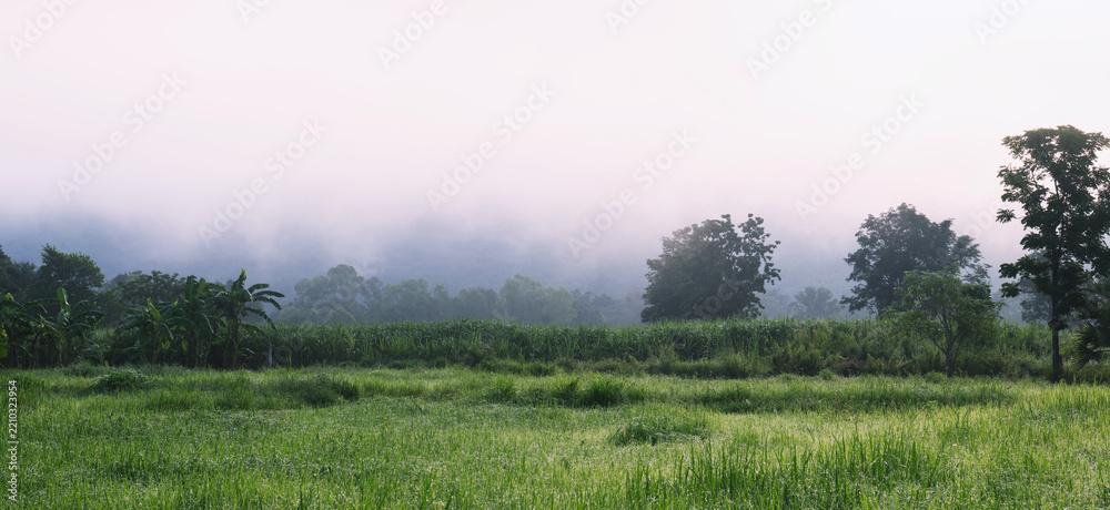Obraz premium Mist swallows distant trees in soft gray haze