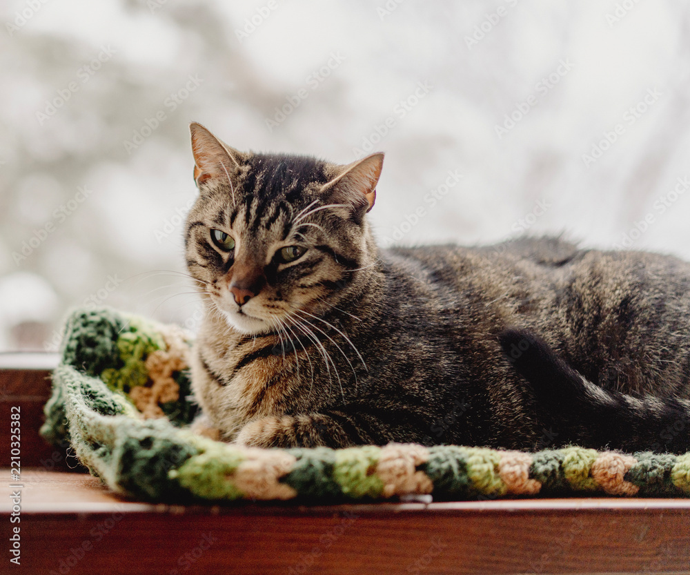 Obraz premium Cozy tabby cat resting on a green knitted blanket by the window in winter.
