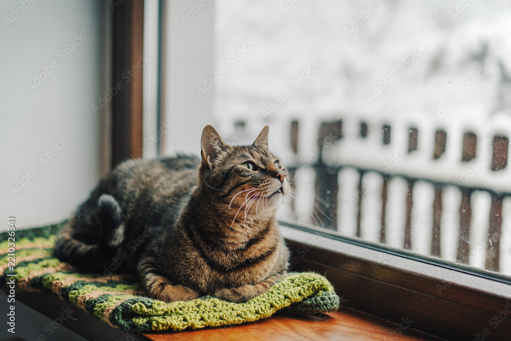 Obraz premium Curious tabby cat looking through the window of a country house at the winter forest.