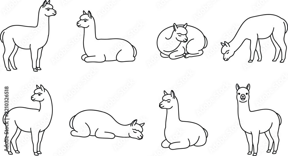 Obraz premium Llamas standing, resting, sleeping, and grazing in line art
