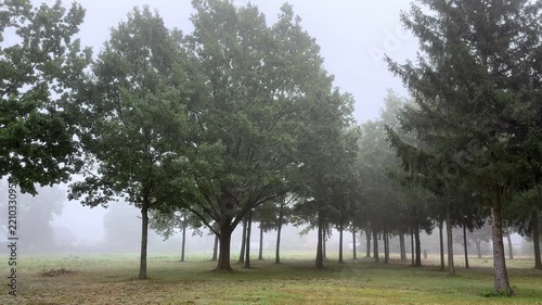 Morning in beautiful wood, with old great trees.