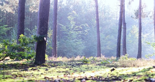 morning in beautiful wood, with old, great trees.