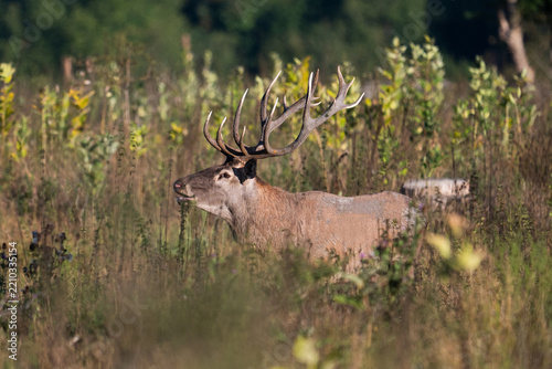 Red deer with big antlers in mating season