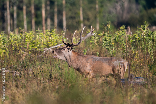 Red deer with big antlers in mating season
