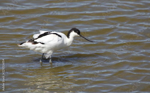 Avocet, Recurvirostra avosetta, wading in water, Suffolk, England.
