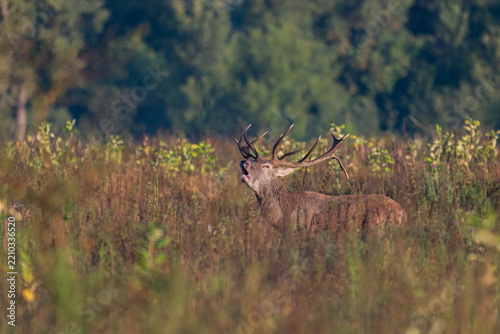 Red deer with big antlers in mating season