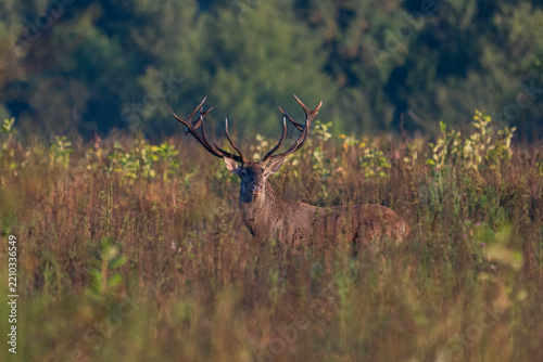 Red deer with big antlers in mating season