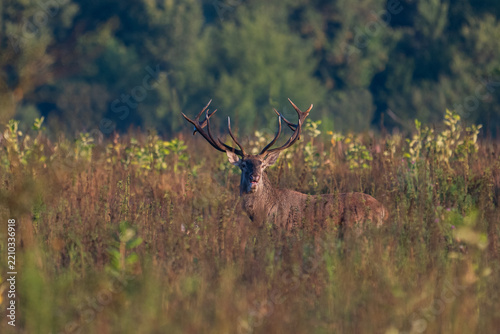Red deer with big antlers in mating season
