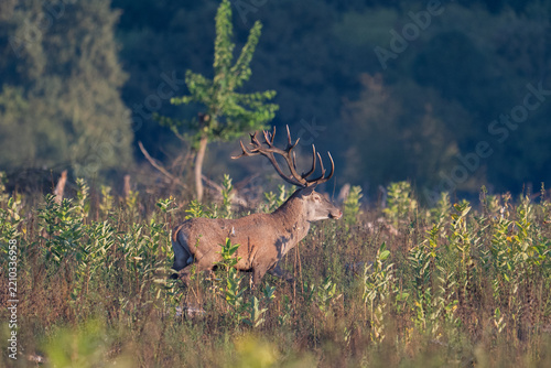 Red deer with big antlers in mating season