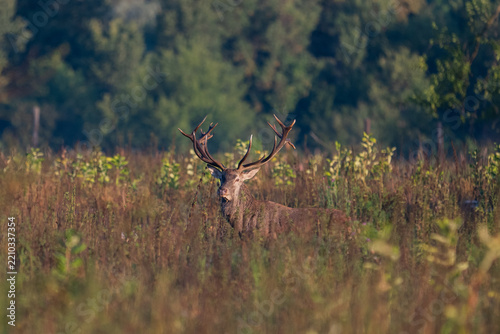 Red deer with big antlers in mating season