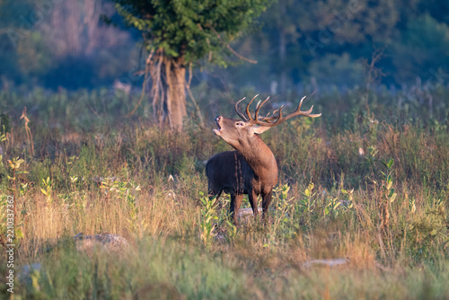Red deer with big antlers in mating season