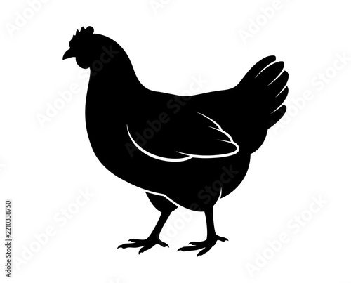 healthy domestic hen standing in natural side profile as a clean black silhouette vector for poultry farming egg production livestock agriculture and education