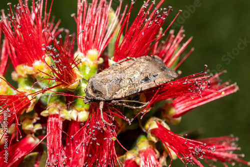 Close up of Australian Bogong Moth which migrates to the southern highland regions of South Eastern Australia to aestivate over the summer period