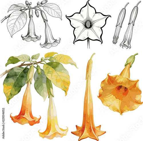 Detailed Botanical Illustration Set of Brugmansia Angel's Trumpet Flowers in Watercolor and Line Art — Orange Yellow Tropical Flower Study Vector Illustration