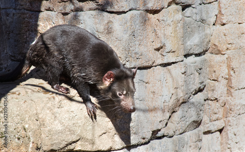 Tasmanian devil climbing down stone wall in zoo enclosure