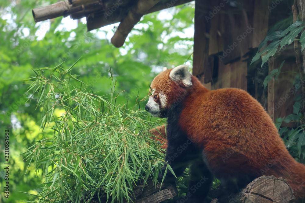 Fototapeta premium Red Panda in Natural Habitat: Wildlife Photography for Nature and Conservation Themes