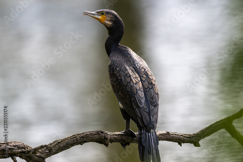 Ein Lieblingsplatz, ein alter Ast. Hier überblickt der Kormoran den ganzen See. Die gutes Aussicht ist umkämpft