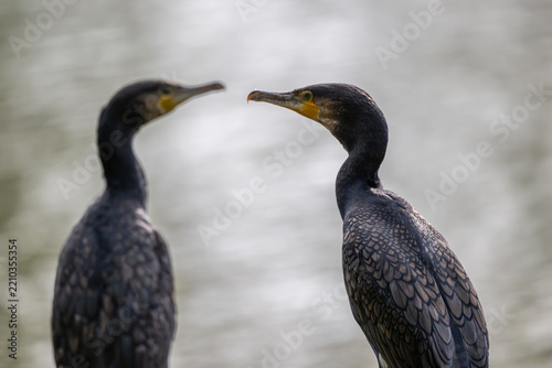 Ein Lieblingsplatz, ein alter Ast. Hier überblickt der Kormoran den ganzen See. Die gutes Aussicht ist umkämpft