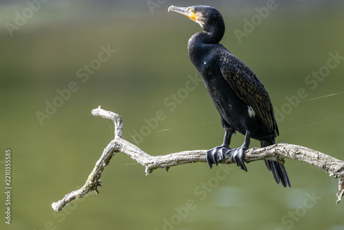 Ein Lieblingsplatz, ein alter Ast. Hier überblickt der Kormoran den ganzen See. Die gutes Aussicht ist umkämpft