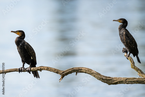 Ein Lieblingsplatz, ein alter Ast. Hier überblickt der Kormoran den ganzen See. Die gutes Aussicht ist umkämpft