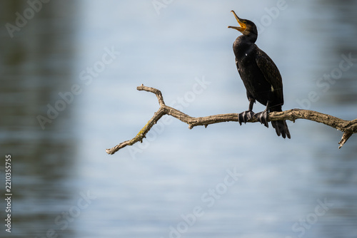 Ein Lieblingsplatz, ein alter Ast. Hier überblickt der Kormoran den ganzen See. Die gutes Aussicht ist umkämpft