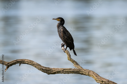 Ein Lieblingsplatz, ein alter Ast. Hier überblickt der Kormoran den ganzen See. Die gutes Aussicht ist umkämpft