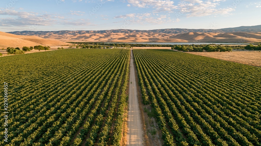 Obraz premium The Desert Vineyard From Above With Neat Rows Of Grape Vines