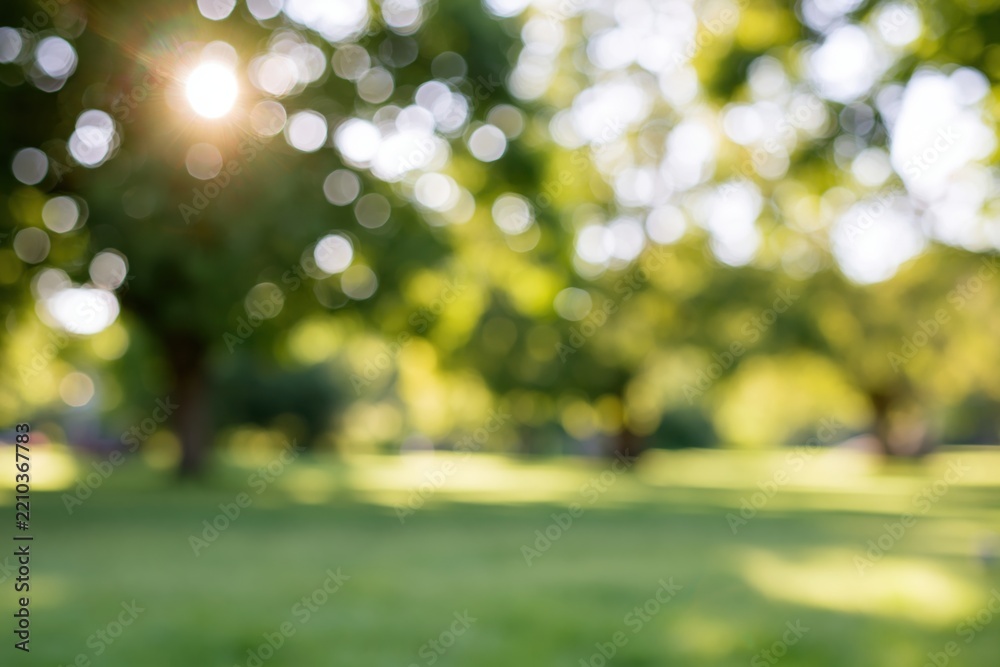 Obraz premium The Park Scene in Soft Focus Under Sunny Blurred Canopy