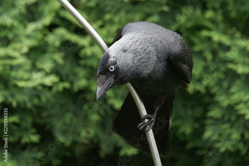 jackdaw in the garden