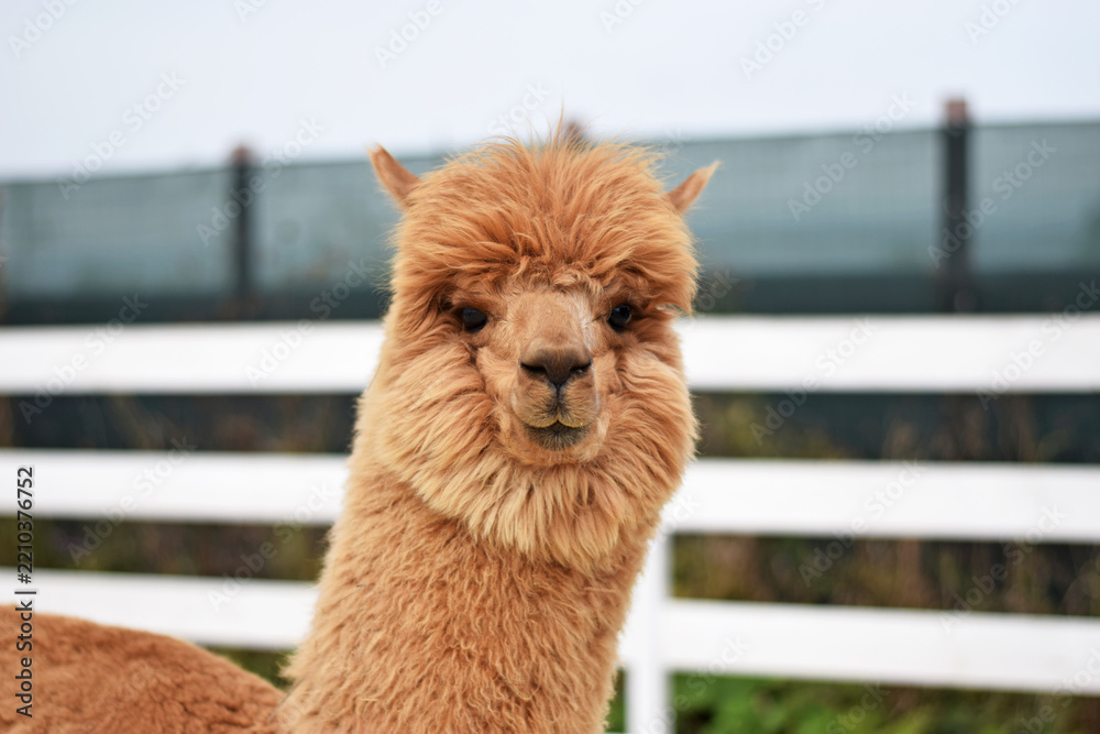 Obraz premium A brown alpaca with fluffy wool stands in an eco-farm petting zoo enclosure outdoors. Suitable for eco-tourism ads, educational projects, farm brochures, children’s books, and animal content.