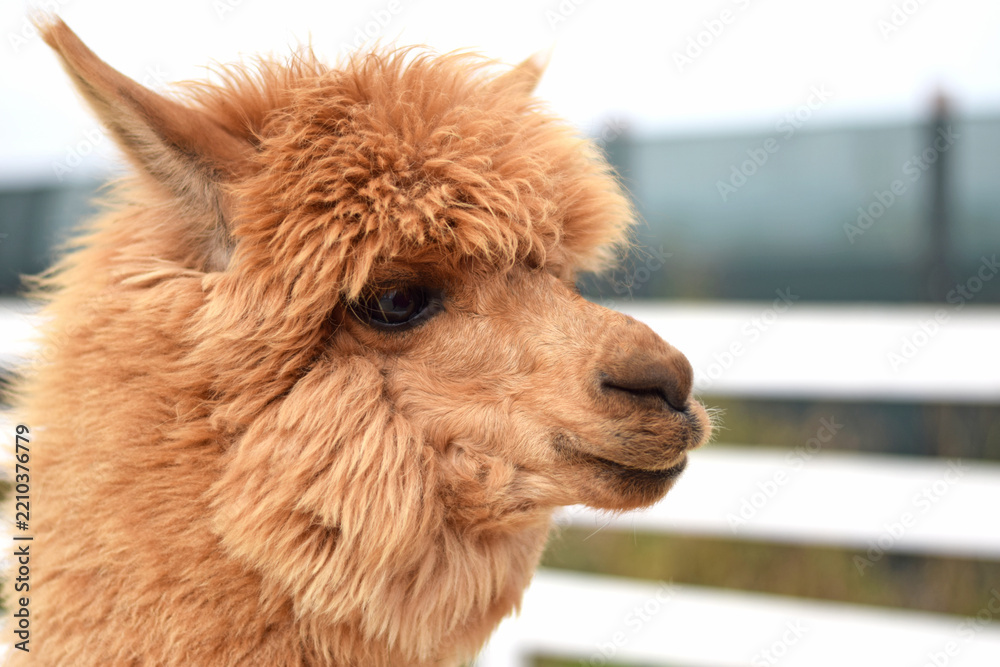 Obraz premium Profile of a brown alpaca with fluffy wool in an outdoor enclosure on a farm. Great for eco-tourism ads, farm tourism brochures, children’s books, educational projects, and animal-related content.