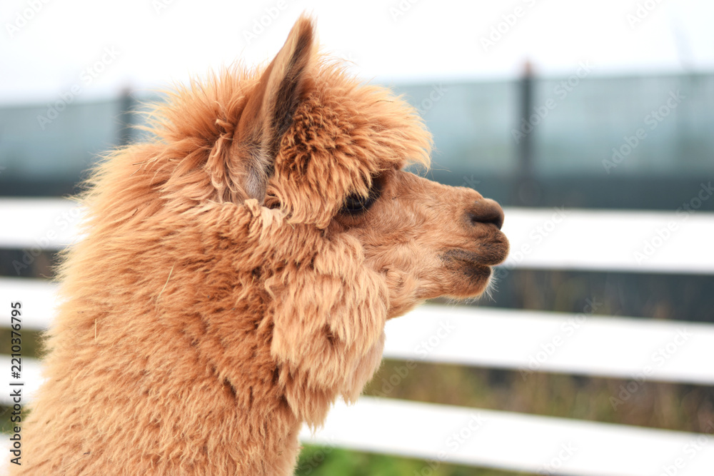 Obraz premium Side profile of a brown alpaca with fluffy wool in a farm enclosure. Great for eco-tourism ads, farm brochures, children’s books, educational content, and sustainable agriculture projects.