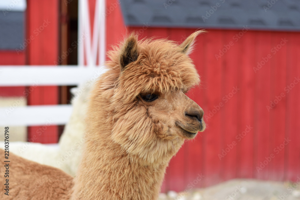Obraz premium A brown alpaca stands in an open enclosure of a petting zoo with a red barn in the background. for children’s books, advertising petting zoos, farm tourism, and animal-related products.