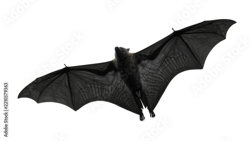 Dark grey bat with wide spread wings, isolated on transparent background