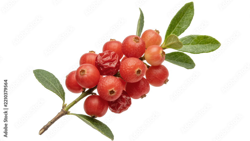 Obraz premium Cluster of ripe red lingonberries with green leaves, isolated on transparent background