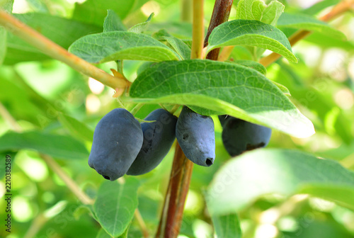Blue Haskap Berries Growing on Branch in Garden, close up