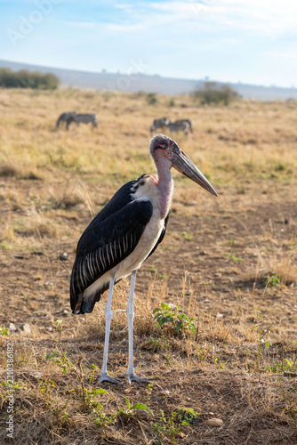 Marabou stork, Leptoptilos crumenifer, side profile. This large wading bird is endemic to sub-saharan Africa and is seen here in the Masai Mara National park, Kenya. Zebras grazing in the background.