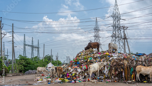 View of cows scavenging at a large waste dump with power lines in the background in India.