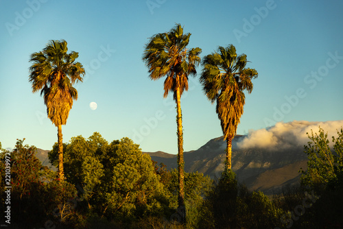 Fotografie moon rise, palm trees at sunrise, fog descending from mountain