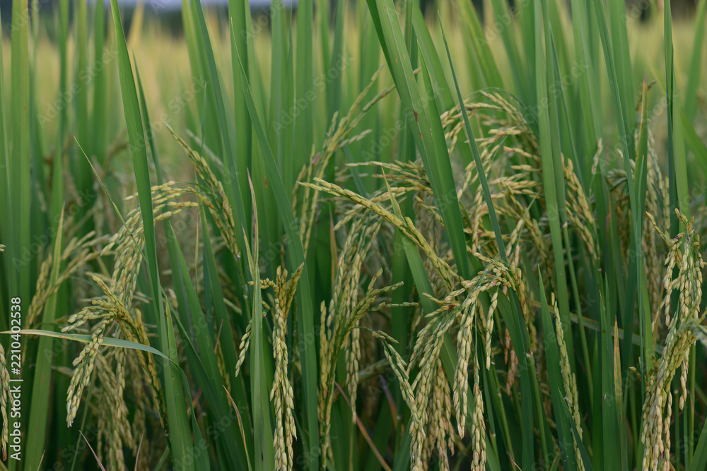 Fototapeta premium Green rice plant paddy field agriculture grain rural nature outdoor summer food crop farm growth lush
