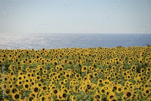 Obraz na płótnie 青い海を望む満開のひまわり畑 屋久島の夏の風景