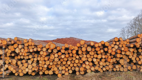 Stacks of harvested timber at a wood-processing plant.