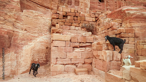 View of goats climbing on ancient sandstone ruins in the historic desert landscape of Wadi Musa, Ma'an Governorate, Jordan.