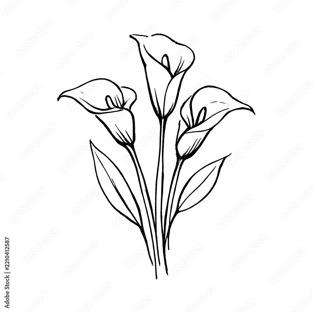 Obraz premium PNG Elegant minimalist calla lily sketch.