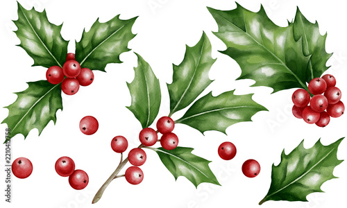 A collection of watercolor holly berry plant illustration with green leaves and  vibrant red berry fruits for holiday occasion, isolated on transparent background.