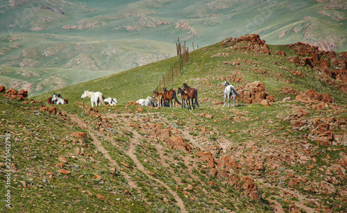Teshik tract, Kyrgyzstan,