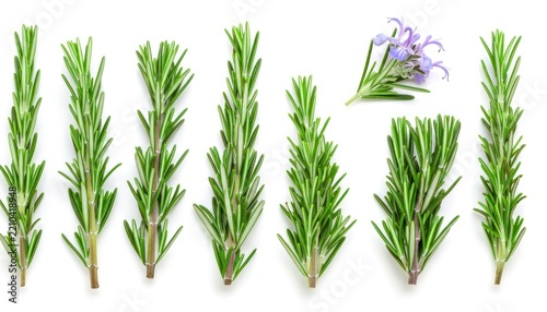 Vertical green rosemary branches set on white background.
